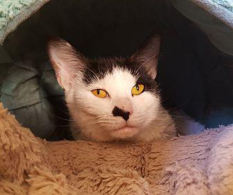 Katmandu (20158907)