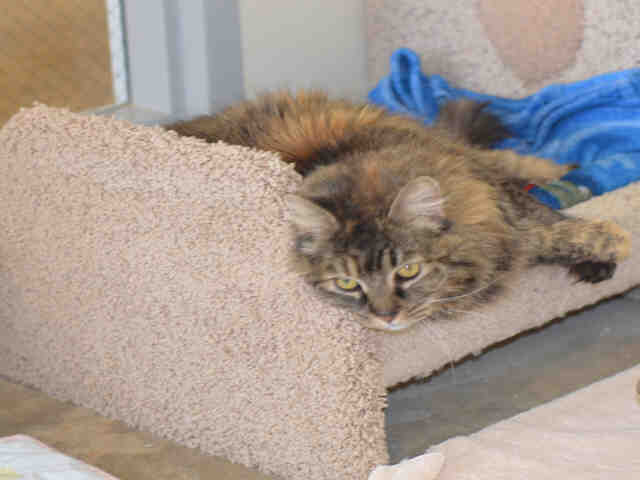 *KEEKEE (A043511)