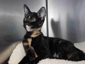 KEISHA (20624003)