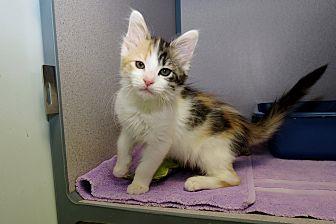 Khaleesi (20425022)