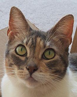 Khalesi (19132726)