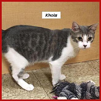 Khola (20175719)