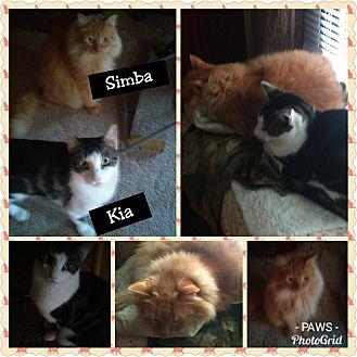 Kia and Simb (20030241)