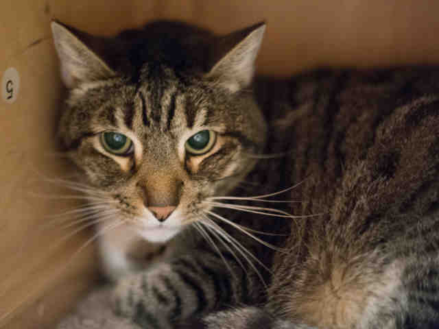 KIMBA (A482862)