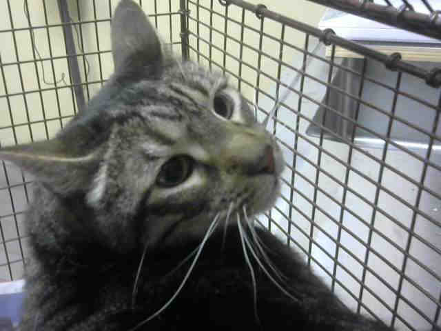 KIMBA (A482862)