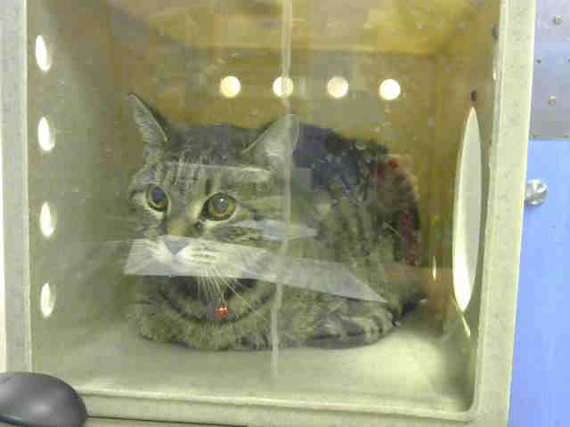 KIT (A633233)