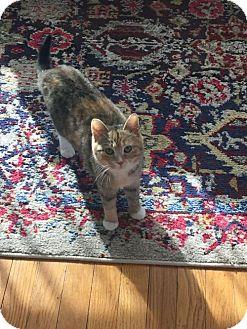 Kit Kat (15003402)