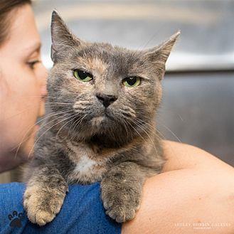 Kit-Kat (20339225)