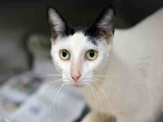 KIT KAT (A1935989)