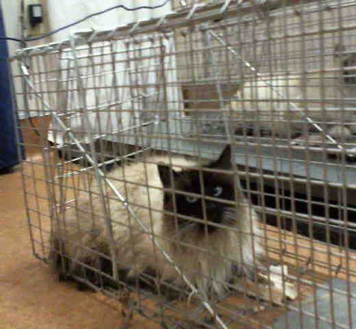 *KITA (BARN CAT) (A730902)