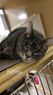 Kitrina (20596753)