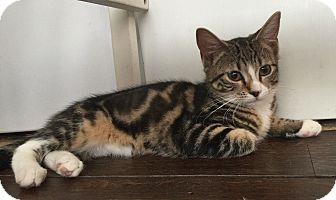 kitten (18454885)