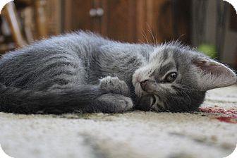 kitten (18454897)