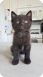 kitten (18454902)