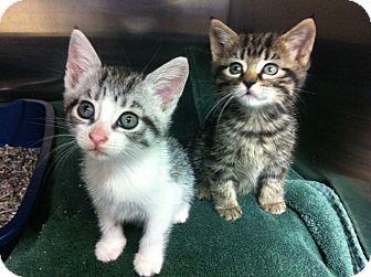 kitten (18454903)