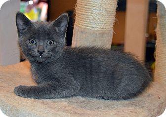 kitten (18454906)