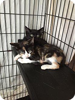 Kittens 1 (18437196)