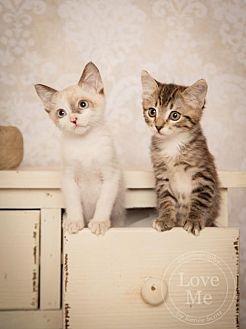 Kittens! (14853257)