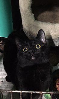Kittens (16495939)
