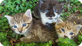 Kittens (17087477)
