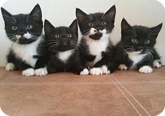 kittens (18454891)