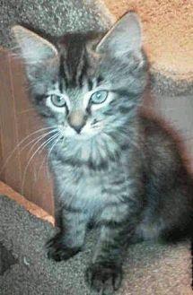 kittens (19005071)
