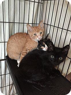 Kittens 2 (18437204)