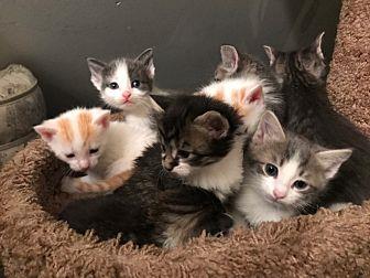 kittens (20178858)