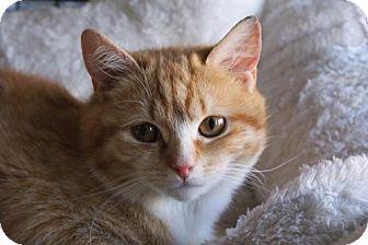 Kittens Avai (15486411)