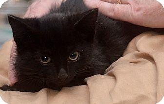 Kittens from (18058806)