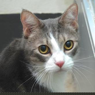Kittie (20465759)