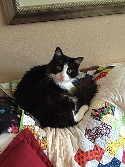 Kitty (14160348)
