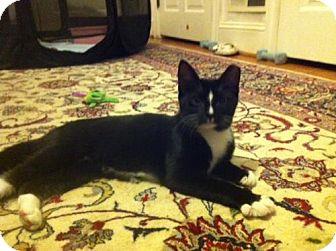 Kitty* (16657751)