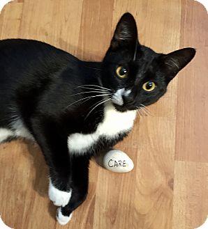 Kitty (17946173)