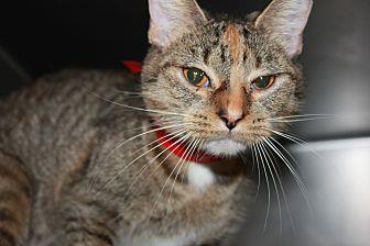 KITTY (19358662)