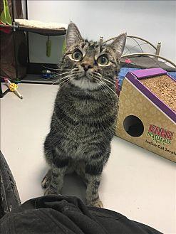 Kitty (20129359)