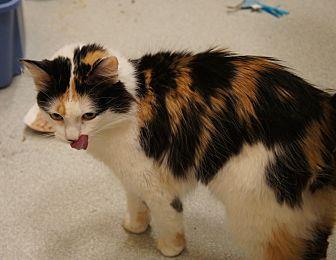 KITTY (20268124)