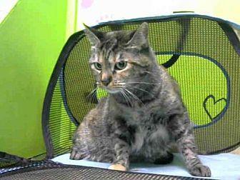 KITTY (20390582)