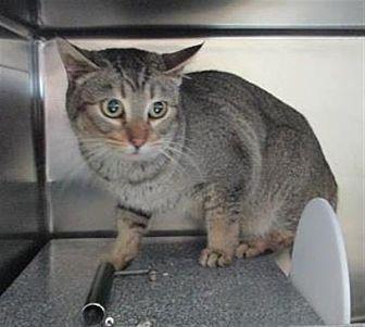 Kitty (20600992)