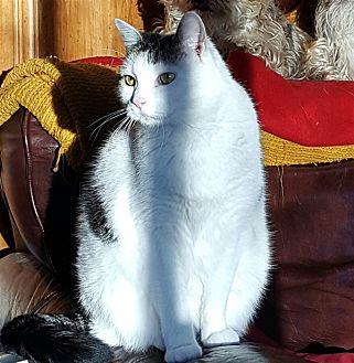 Kitty — Bon (19177290)