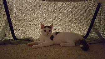 Kitty Cow (20452350)