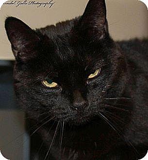 Kitty Spook (10258014)