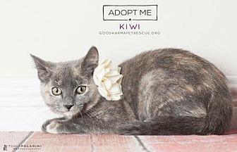 Kiwi (18524460)