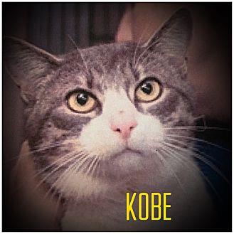 Kobe (20409335)