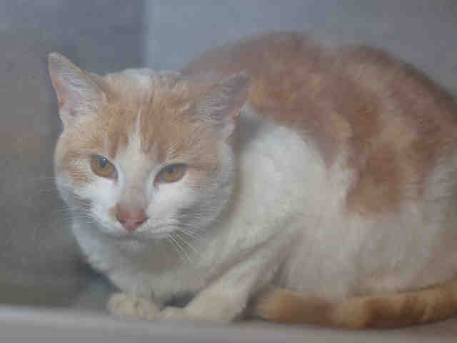 KOLBY TNR (A119522)