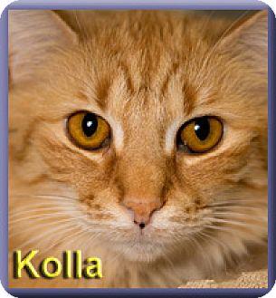 Kolla (11895964)