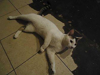 Kosmo (19376159)