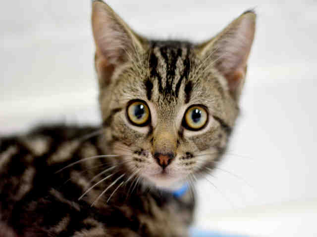 KYLO (A1931753)