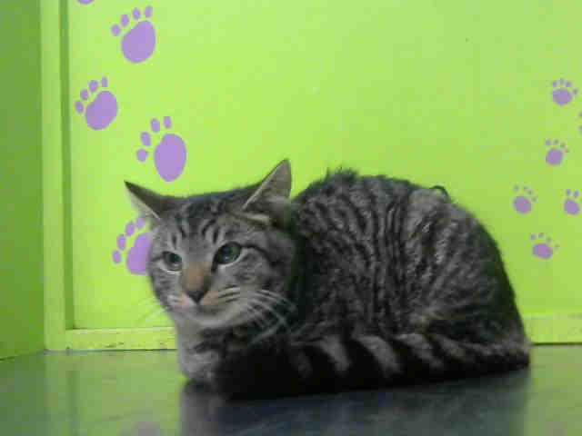 LACEY (A1531514)
