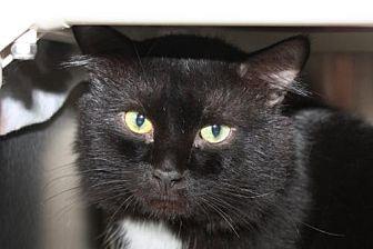 Laddie Cat (20021264)